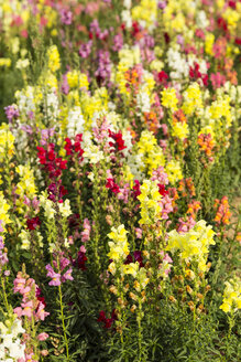 Deutschland, Kassel, Antirrhinum majus, Gewöhnliches Löwenmäulchen, Nahaufnahme - SRF000627