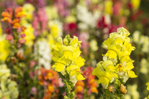 Deutschland, Kassel, Antirrhinum majus, Gewöhnliches Löwenmäulchen, Nahaufnahme - SRF000628