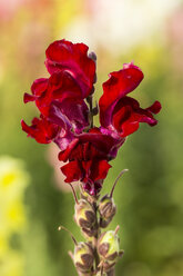 Deutschland, Kassel, Antirrhinum majus, Gewöhnliches Löwenmäulchen, Nahaufnahme - SRF000629