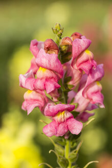 Deutschland, Kassel, Antirrhinum majus, Gewöhnliches Löwenmäulchen, Nahaufnahme - SRF000630