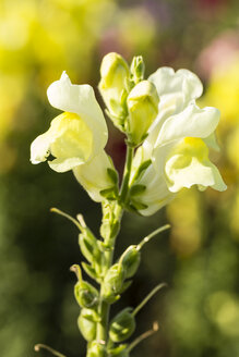 Deutschland, Kassel, Antirrhinum majus, Gewöhnliches Löwenmäulchen, Nahaufnahme - SRF000631