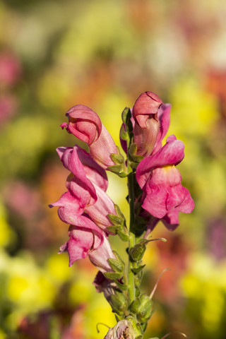 Deutschland, Kassel, Antirrhinum majus, Gewöhnliches Löwenmäulchen, Nahaufnahme, lizenzfreies Stockfoto