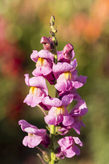 Deutschland, Kassel, Antirrhinum majus, Gewöhnliches Löwenmäulchen, Nahaufnahme - SRF000633