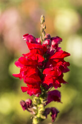 Deutschland, Kassel, Antirrhinum majus, Gewöhnliches Löwenmäulchen, Nahaufnahme - SRF000634