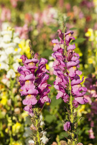 Deutschland, Kassel, Antirrhinum majus, Gewöhnliches Löwenmäulchen, Nahaufnahme - SRF000635