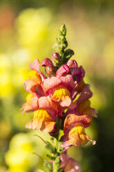 Deutschland, Kassel, Antirrhinum majus, Gewöhnliches Löwenmäulchen, Nahaufnahme - SRF000637