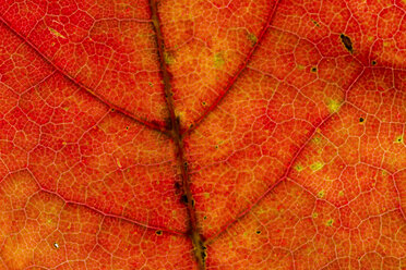 Red Norway maple leaf, Acer platanoides, partial view - SRF000639