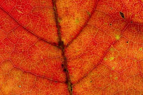 Red Norway maple leaf, Acer platanoides, partial view - SRF000639