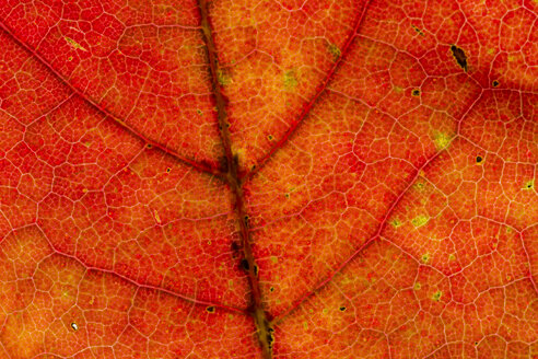 Rotes Spitzahornblatt, Acer platanoides, Teilansicht - SRF000639