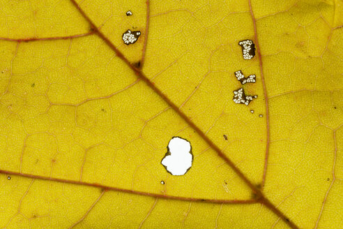 Gelbes Spitzahornblatt, Acer platanoides, Teilansicht - SRF000640