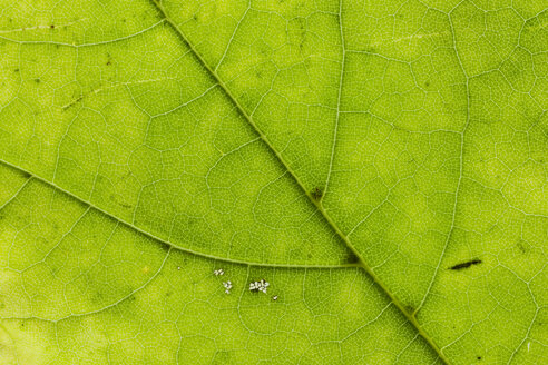 Blatt des Spitzahorns, Acer platanoides, Teilansicht - SRF000641