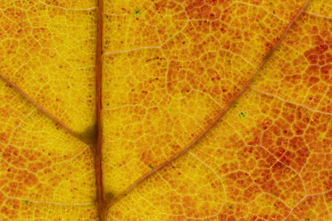 Red orange Norway maple leaf, Acer platanoides, partial view - SRF000642