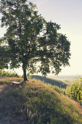 Frankreich, einzelner Baum auf einem Hügel im Gegenlicht - MEM000255