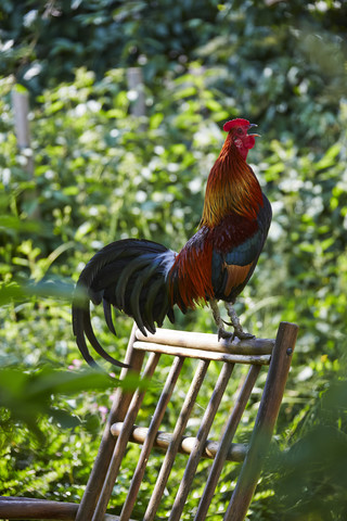 Germany, Hesse, Stedebach, crowing Italian cock on back rest of a chair in the garden stock photo