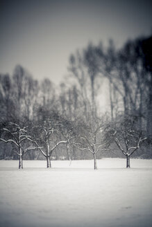 Deutschland, Baden Württemberg, Vaihingen, schneebedeckte Bäume - SBD000939