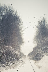 Germany, Baden Wuerttemberg, Vaihingen, snow-covered landscape with trees and crows - SBD000940