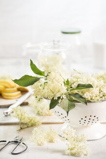 Holunderblütensieb, Sambucus nigra, und Schere auf Holztisch - SBDF000960