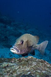 Ozeanien, Palau, Harlekin-Süßlippe, Plectorhinchus chaetodonoides, mit geöffnetem Maul - JWAF000145