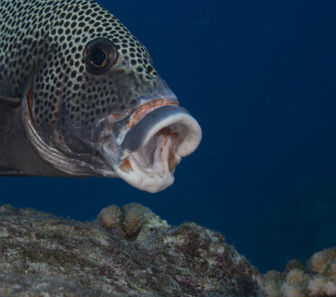 Ozeanien, Palau, Harlekin-Süßlippe, Plectorhinchus chaetodonoides, mit geöffnetem Maul, Teilansicht - JWAF000146