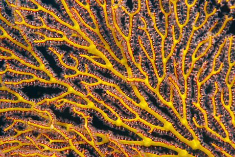 Ozeanien, Palau, Seefächer, Teilansicht, lizenzfreies Stockfoto