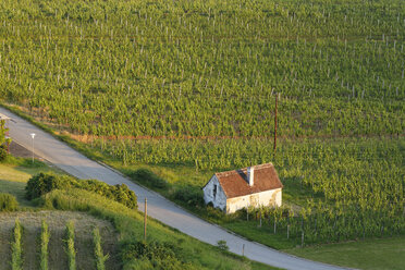 Österreich, Burgenland, Bezirk Oberwart, Eisenberg an der Pinka, Weinberg und Hütte an einer Straße - SIEF005592