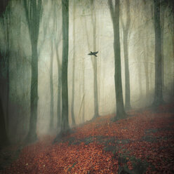 Forest on a misty day - DWI000115