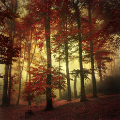 Beech forest in autumn colours - DWI000117