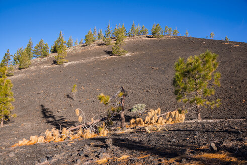 Spanien, Kanarische Inseln, Teneriffa, Mirador de Chio, Teide-Nationalpark, Kanarische Kiefern, Pinus canariensis - WGF000374