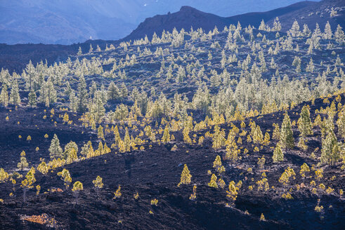 Spanien, Kanarische Inseln, Teneriffa, Blick vom Mirador de Chio, Teide-Nationalpark, Kanarische Kiefern, Pinus canariensis - WGF000375