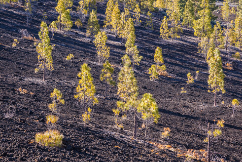 Spanien, Kanarische Inseln, Teneriffa, Blick vom Mirador de Chio, Teide-Nationalpark, Kanarische Kiefern, Pinus canariensis - WGF000376