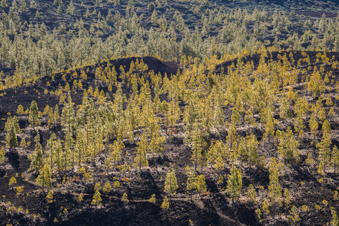 Spanien, Kanarische Inseln, Teneriffa, Blick vom Mirador de Chio, Teide-Nationalpark, Kanarische Kiefern, Pinus canariensis - WGF000379