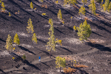 Spain, Canary Islands, Tenerife, Mirador de Chio, Canary Island Pines, Pinus canariensis, Hiker - WGF000380