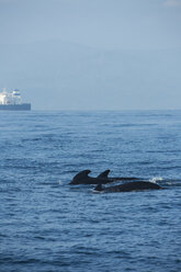 Spain, Andalusia, Long-finned pilot whales, Globicephala melas, Cargo ship in the background - KBF000061