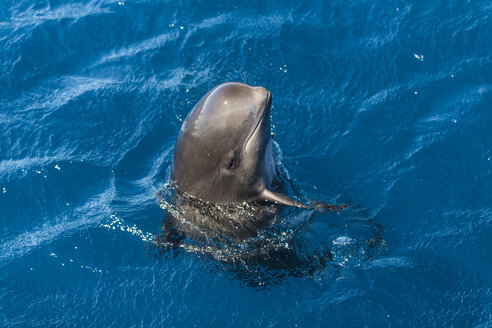 Spain, Andalusia, Long-finned pilot whale, Globicephala melas, Young animal - KBF000063