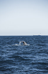 Spain, Andalusia, Tarifa, Sperm whale, Physeter macrocephalus, Cargo ship in the background - KBF000064