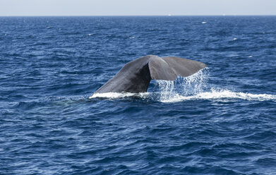 Spain, Andalusia, Tarifa, Sperm whale, Physeter macrocephalus - KBF000065