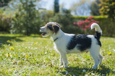 Jack Russel Terrier Welpe im Garten - MJF001304