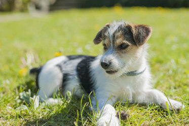 Jack Russel Terrier Welpe im Garten - MJF001307