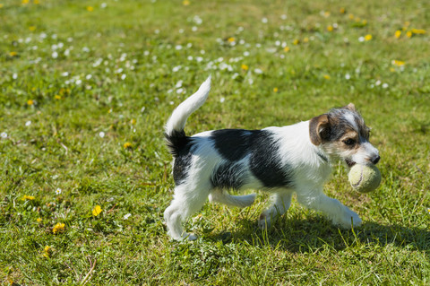 Jack Russel Terrier Welpe im Garten, lizenzfreies Stockfoto