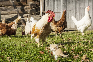 Kätzchen und Hühner auf einem Bauernhof - HHF004835