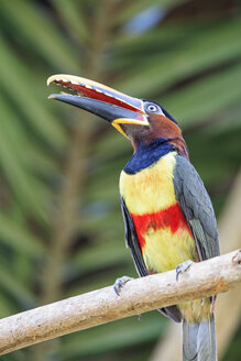 Brasilien, Mato Grosso, Mato grosso do Sul, Pantanal, Kastanienohr-Aracari, Pteroglossus castanotis - FOF006595