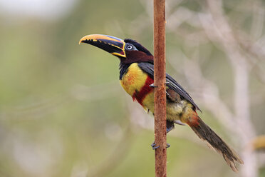 Brasilien, Mato Grosso, Mato grosso do Sul, Pantanal, Kastanienohr-Aracari, Pteroglossus castanotis - FOF006598