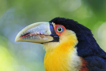 Brasilien, Mato Grosso, Mato grosso do Sul, Porträt des Grünschnabeltukans, Ramphastos dicolorus - FOF006603