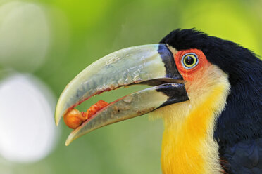 Brasilien, Mato Grosso, Mato grosso do Sul, Porträt des Grünschnabeltukans, Ramphastos dicolorus - FOF006604