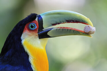 Brasilien, Mato Grosso, Mato grosso do Sul, Porträt des Grünschnabeltukans, Ramphastos dicolorus - FOF006606