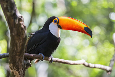 Brasilien, Mato Grosso, Mato grosso do Sul, Gewöhnlicher Tukan, Ramphastos toco, auf einem Baum sitzend - FOF006608