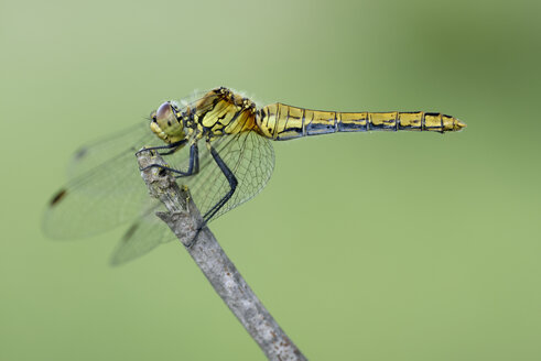 England, Rote Heidelibelle, Sympetrum sanguineum - MJOF000555