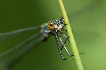 England, Emerald Damselfly, Lestes sponsa, Close-up - MJOF000558