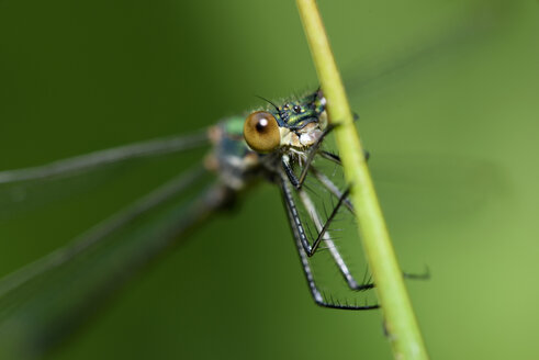 England, Smaragdlibelle, Lestes sponsa, Nahaufnahme - MJOF000558