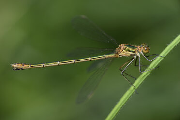 England, Smaragdlibelle, Lestes sponsa, Nahaufnahme - MJOF000559